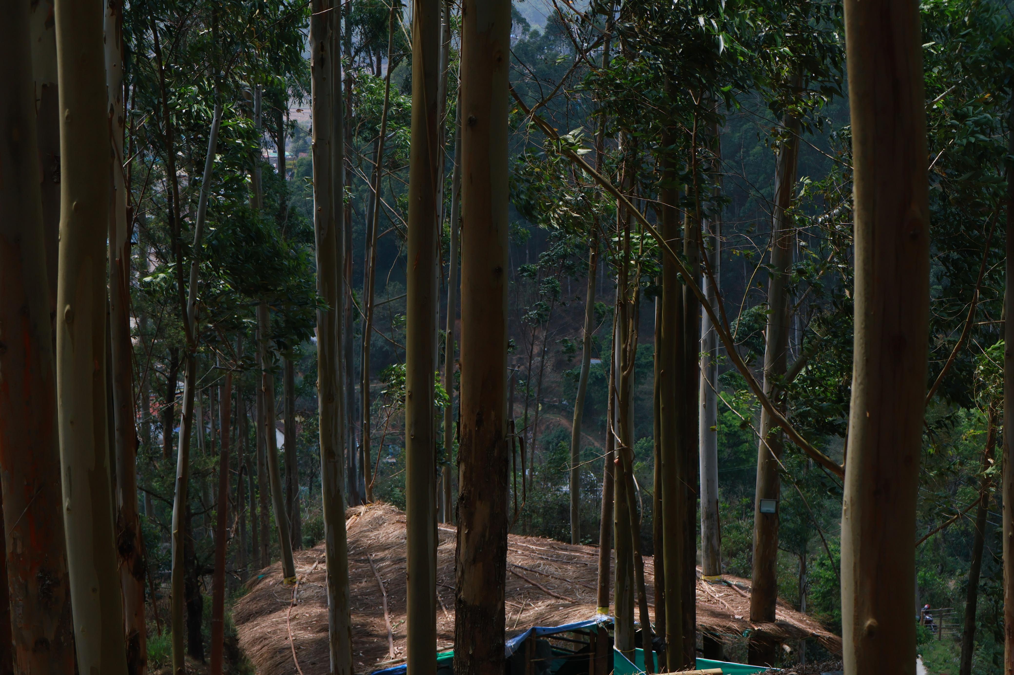 Nature image 2